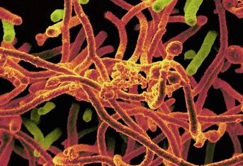 Supervirus Ebola Virus mutation stops leaves 25k sick world wide