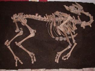 17th Century’s Camel Skeleton found in Austria: Archaeologists